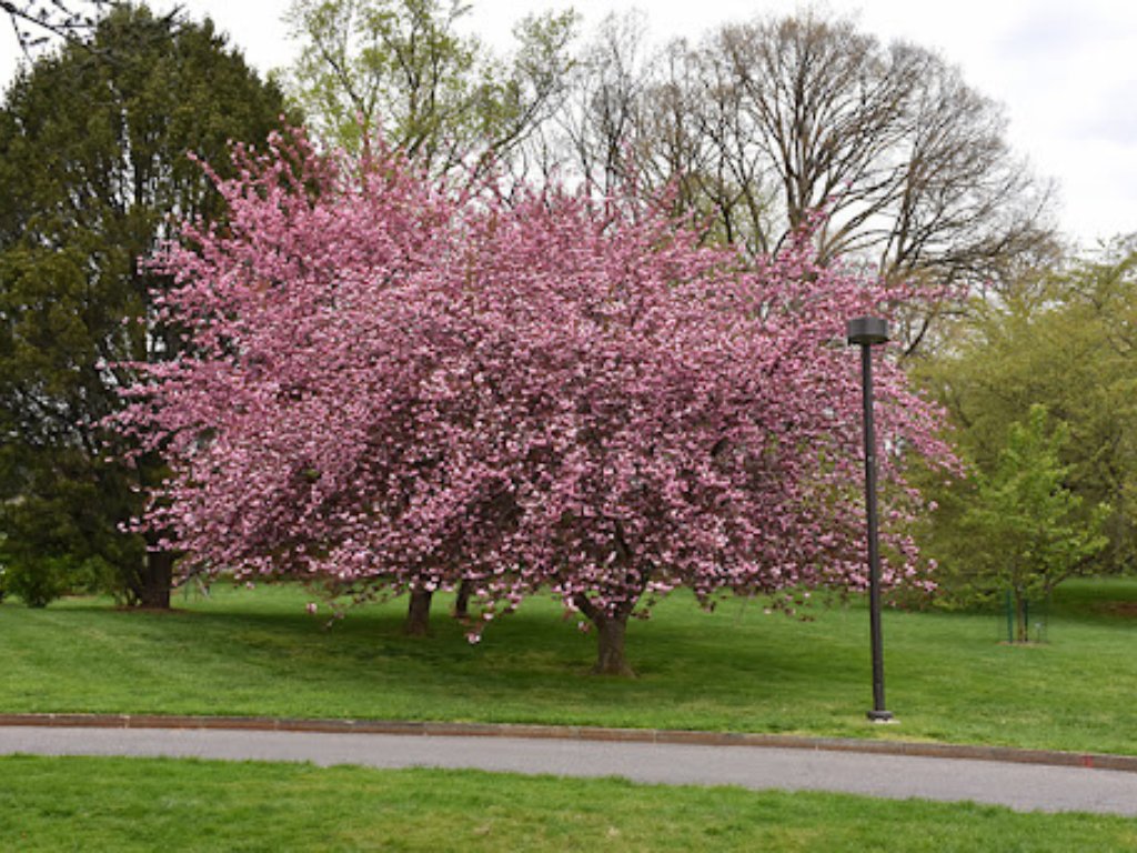 Višeň pilovitá, sakura Royal burgundy na kmínku 160-170 cm, výška 180-200 cm, květináč 5 l