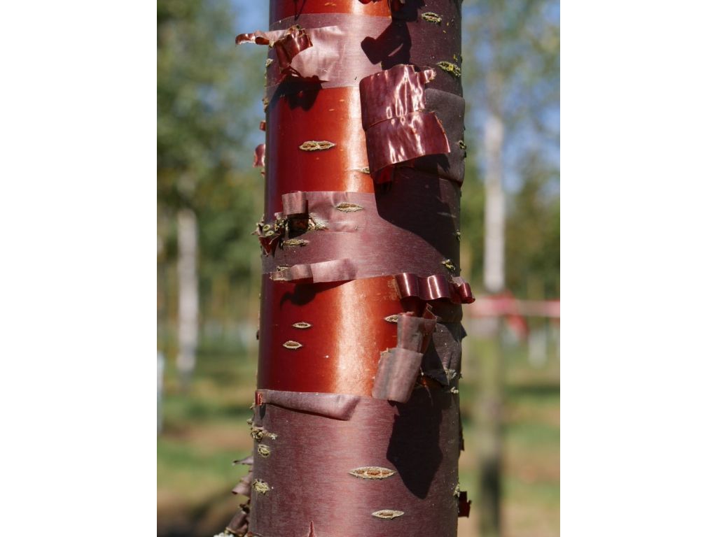 Okrasné stromy Čerešňa tibetská Branklyn 160 180 cm(1)