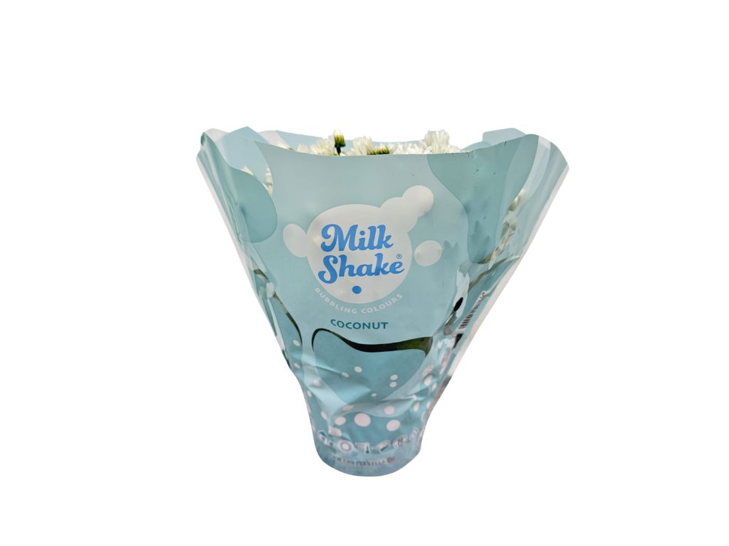 Chryzantéma Milkshake Coconut(2)