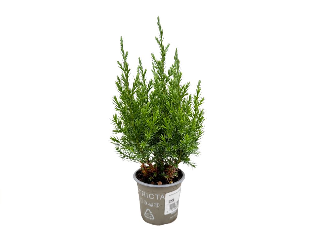 Okrasné kry Borievka čínska Stricta cca 20 cm(3)