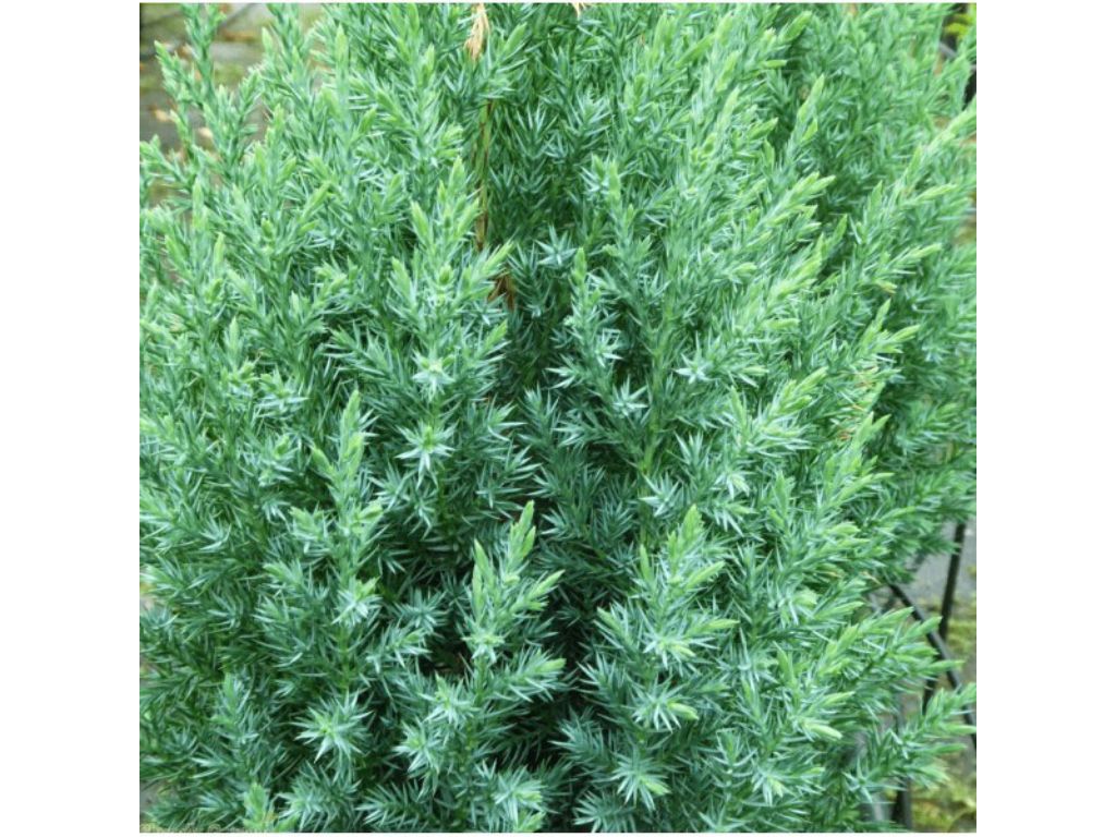 Okrasné kry Borievka čínska Stricta cca 20 cm(6)