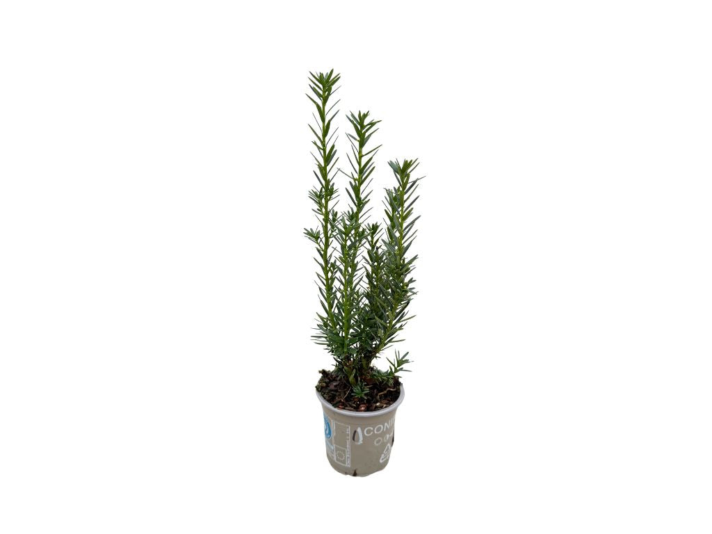 Okrasné kry Tis prostredný Hillii 25 30 cm(4)