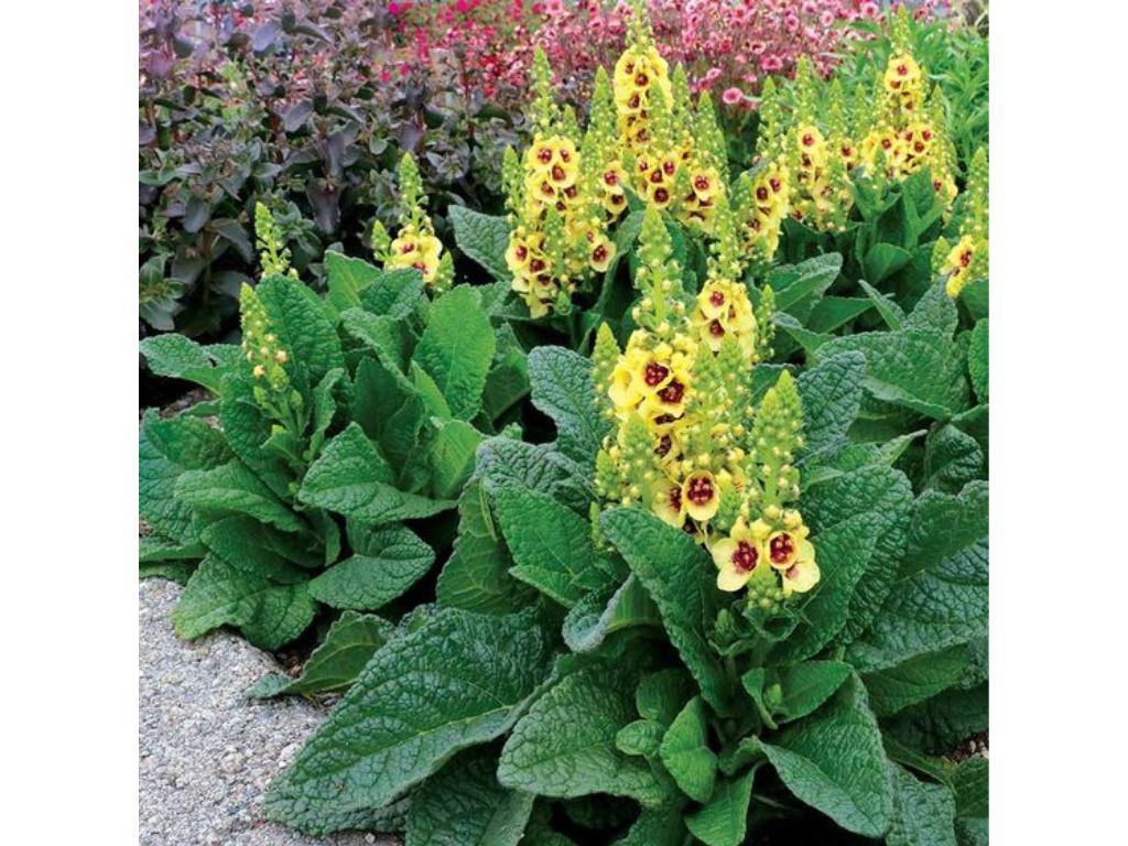 Trvalky ducplant(58)