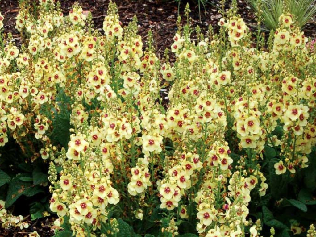 Trvalky ducplant(62)