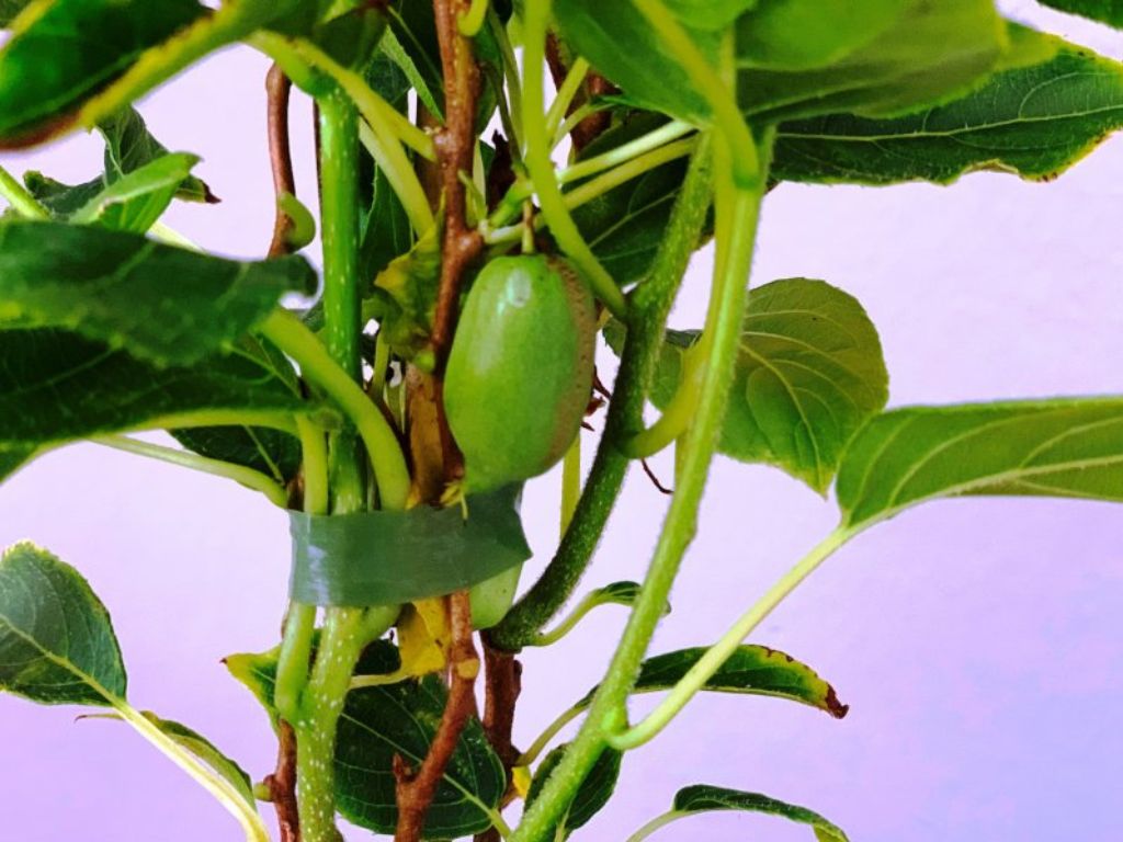 drobné ovocie ducplant(130)