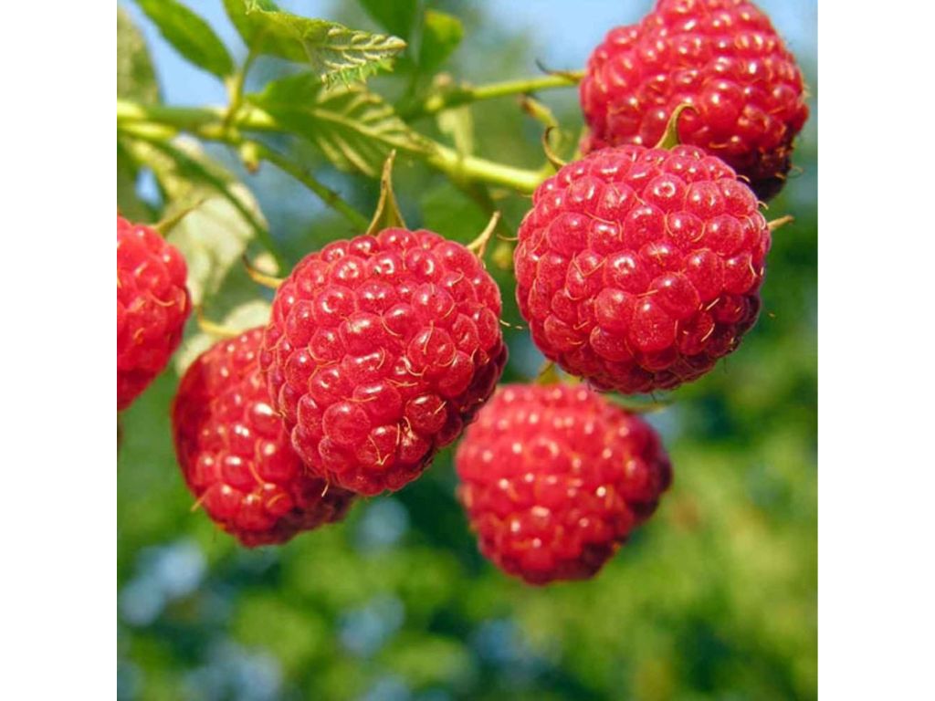 drobné ovocie ducplant(167)