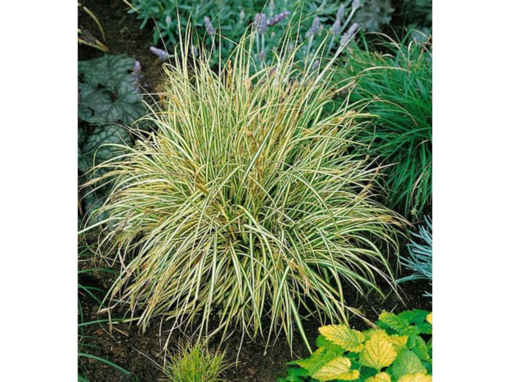 Okrasné trávy Puškvorec trávovitý Argenteostriatus(3)