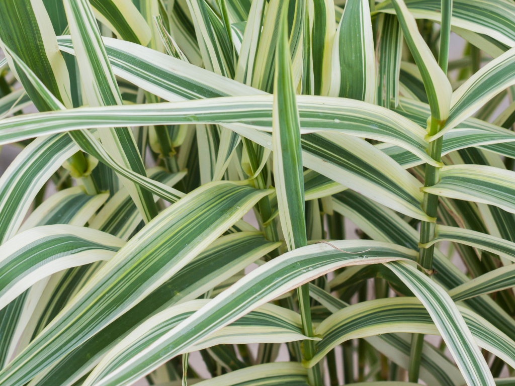 arundo2