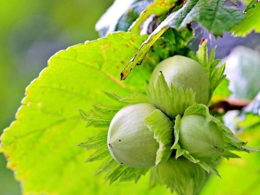 Líska obecná Contorta, výška 30–50 cm, květináč 2 l