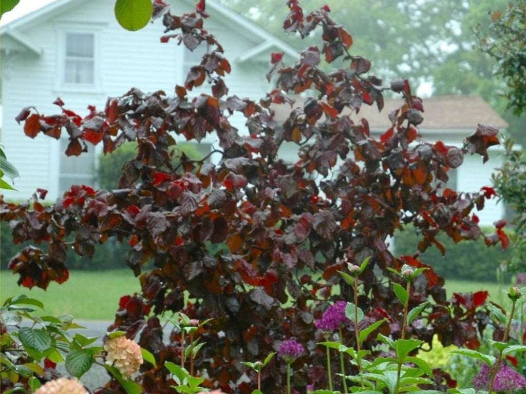 Líska obecná Red Majestic, výška 30–50 cm, květináč 2 l