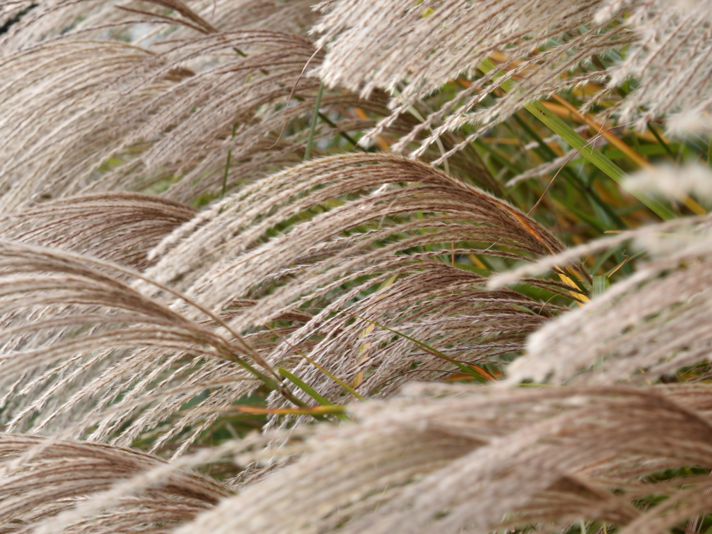 miscanthus2