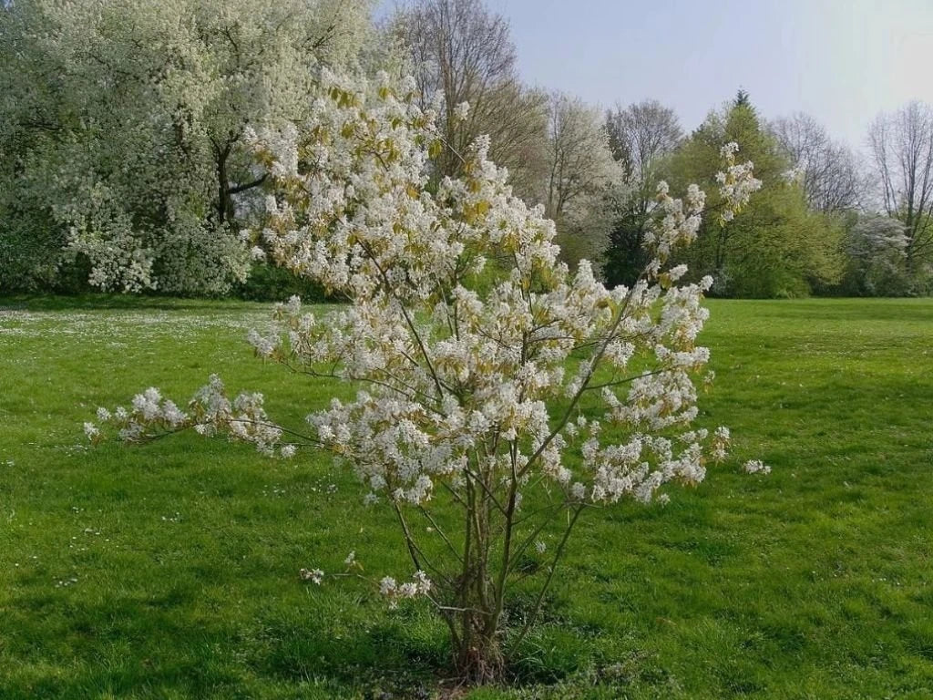 Muchovník Lamarckův, výška 50–60 cm, květináč 3 l