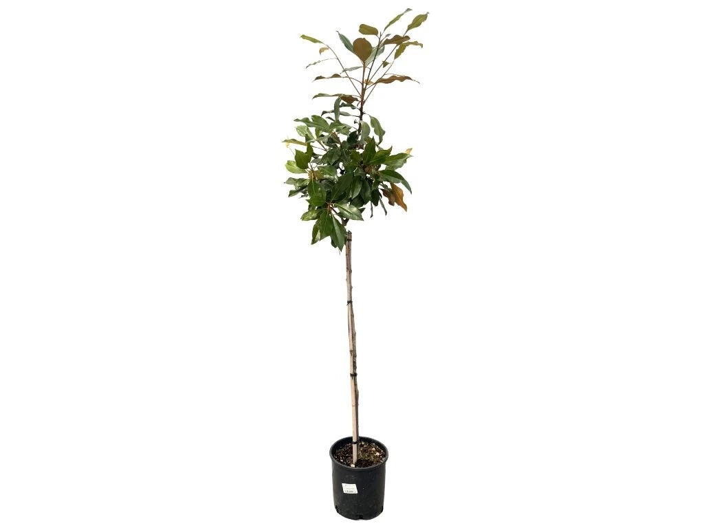 Magnólie velkokvětá Kay Parris na 90–100 cm kmínku, výška 160–180 cm, květináč 15 l