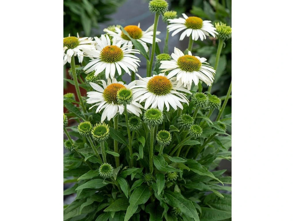 Třapatkovka White Pearl, květináč 1 l