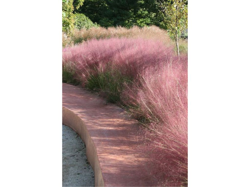 Trvalky ducplant(143)