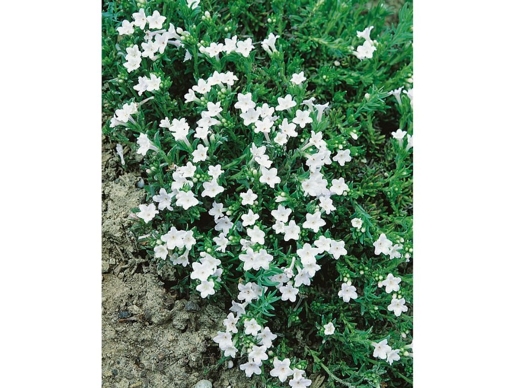 Kamejka Alba, květináč 9 cm