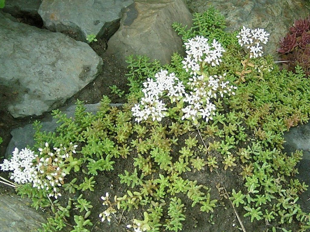 Trvalky Sedum album