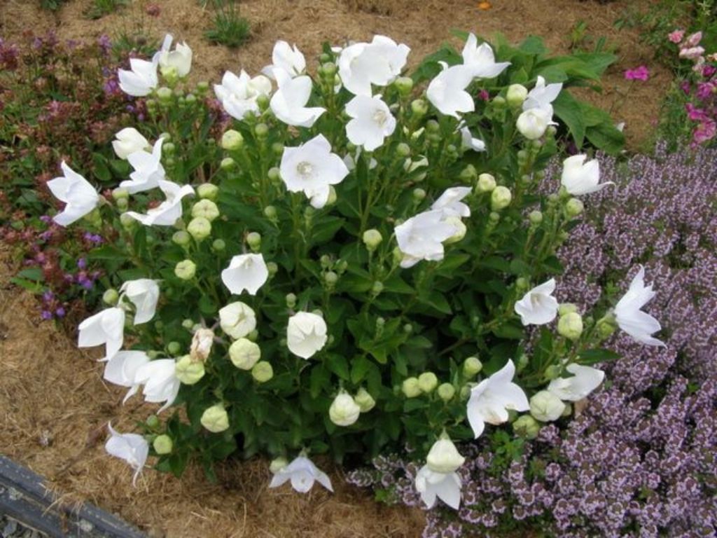 Trvalky Balónovník veľkokvetý Astra White(5)