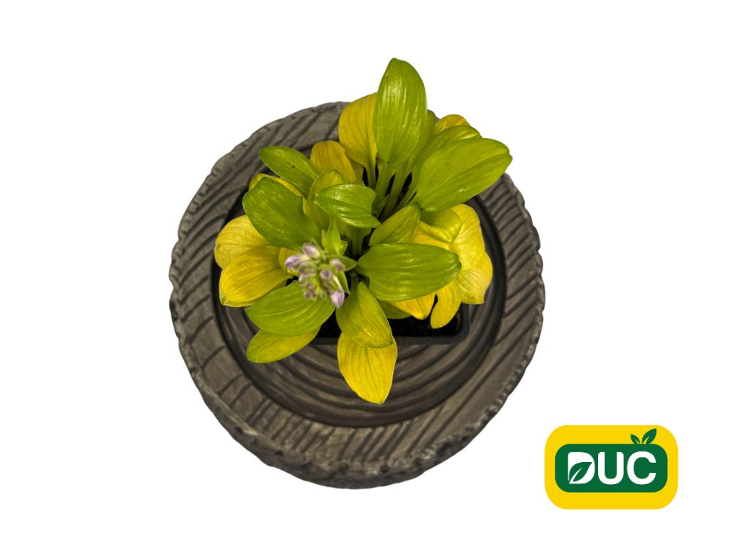 Trvalky Hosta Sun Mouse(5)