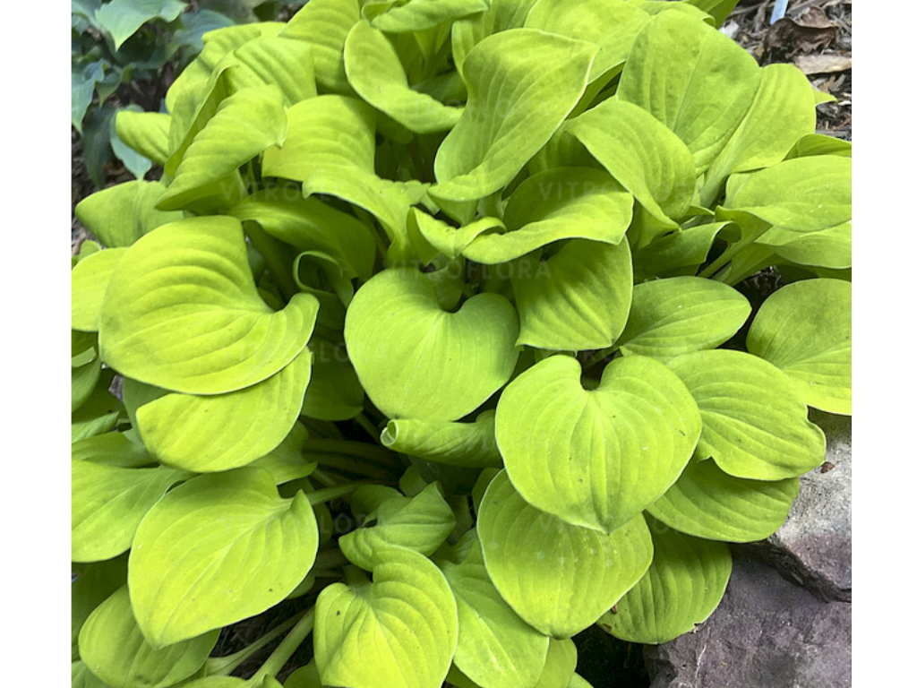 Trvalky Hosta Sun Mouse(4)