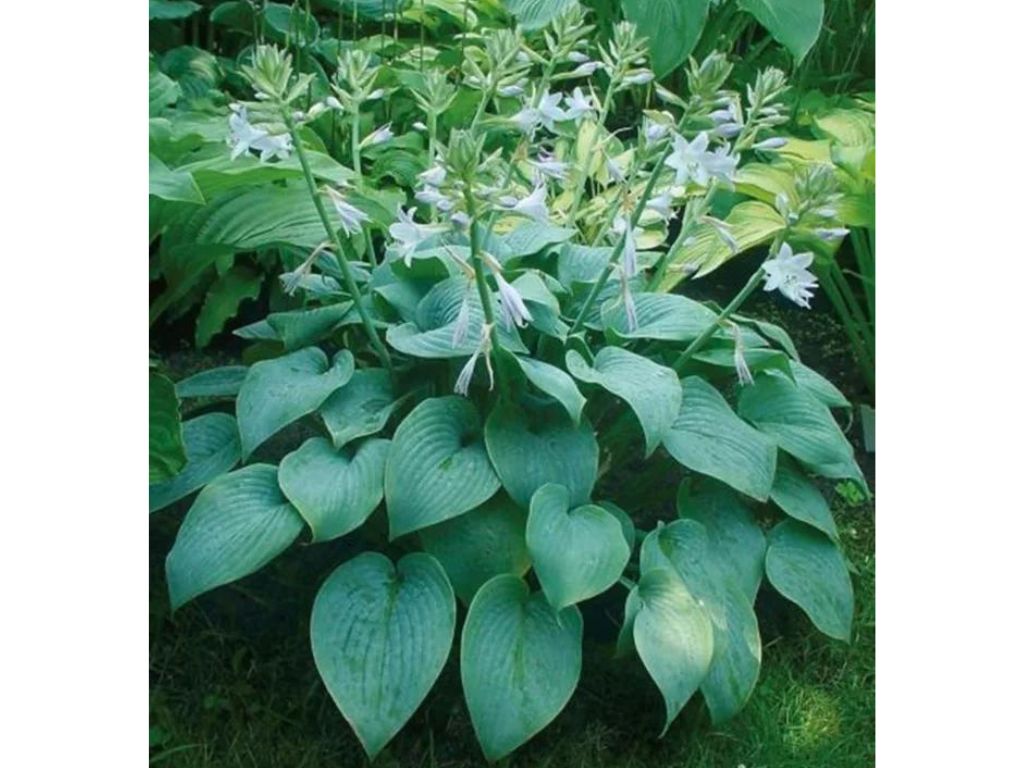 Trvalky Hosta Fragrant Blue(5)