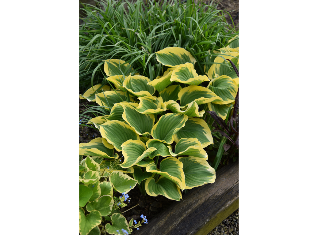 Trvalky Hosta Liberty(4)