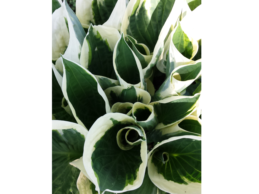 Trvalky Hosta Minute Man(4)
