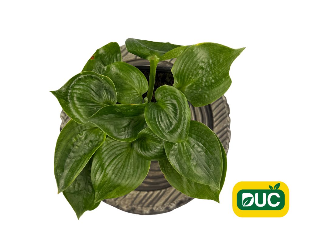 Trvalky Hosta Big Daddy(7)