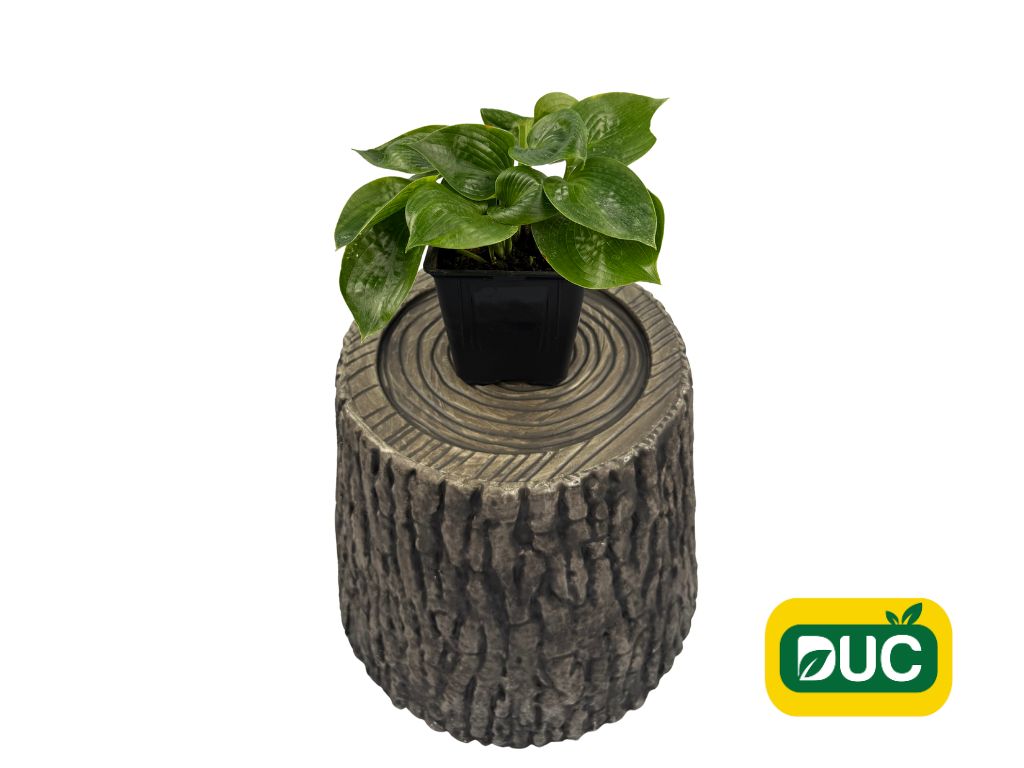 Trvalky Hosta Big Daddy(2)