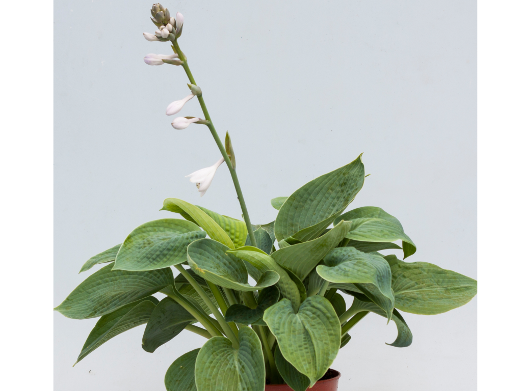 Trvalky Hosta Big Daddy(6)