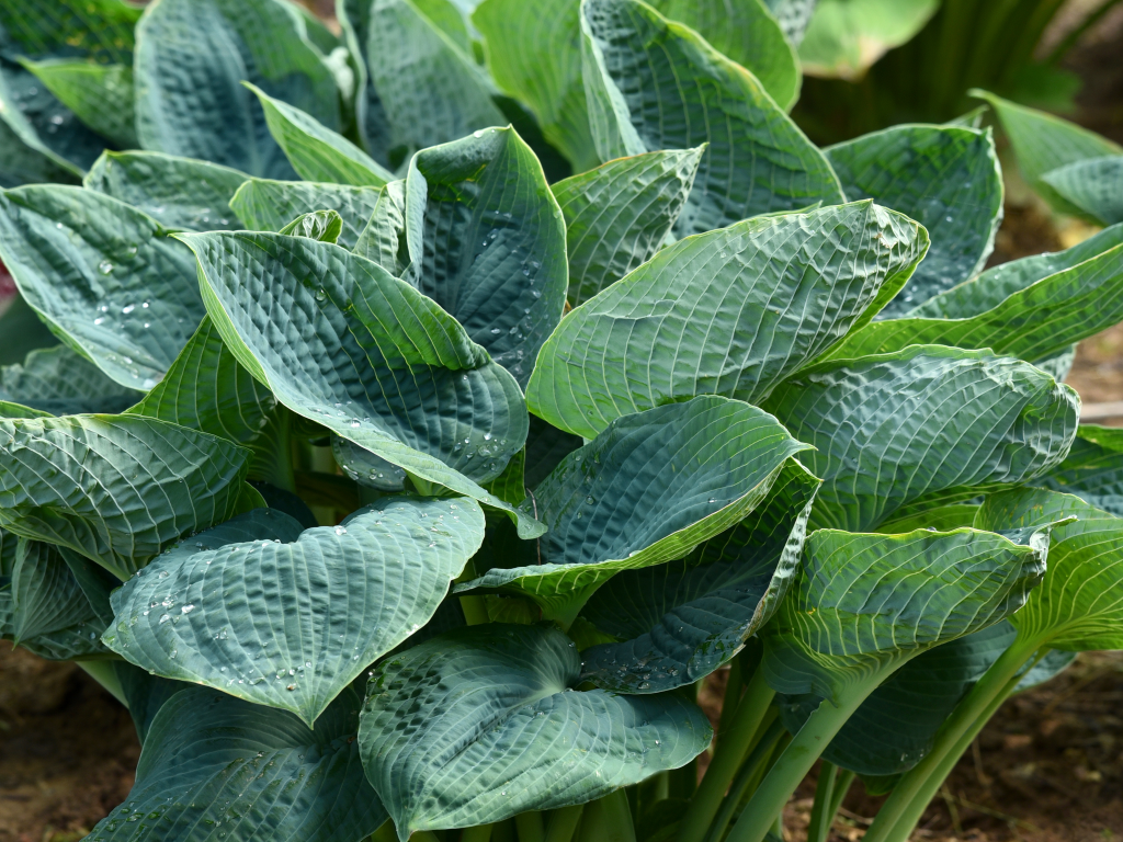 Trvalky Hosta Big Daddy(1)