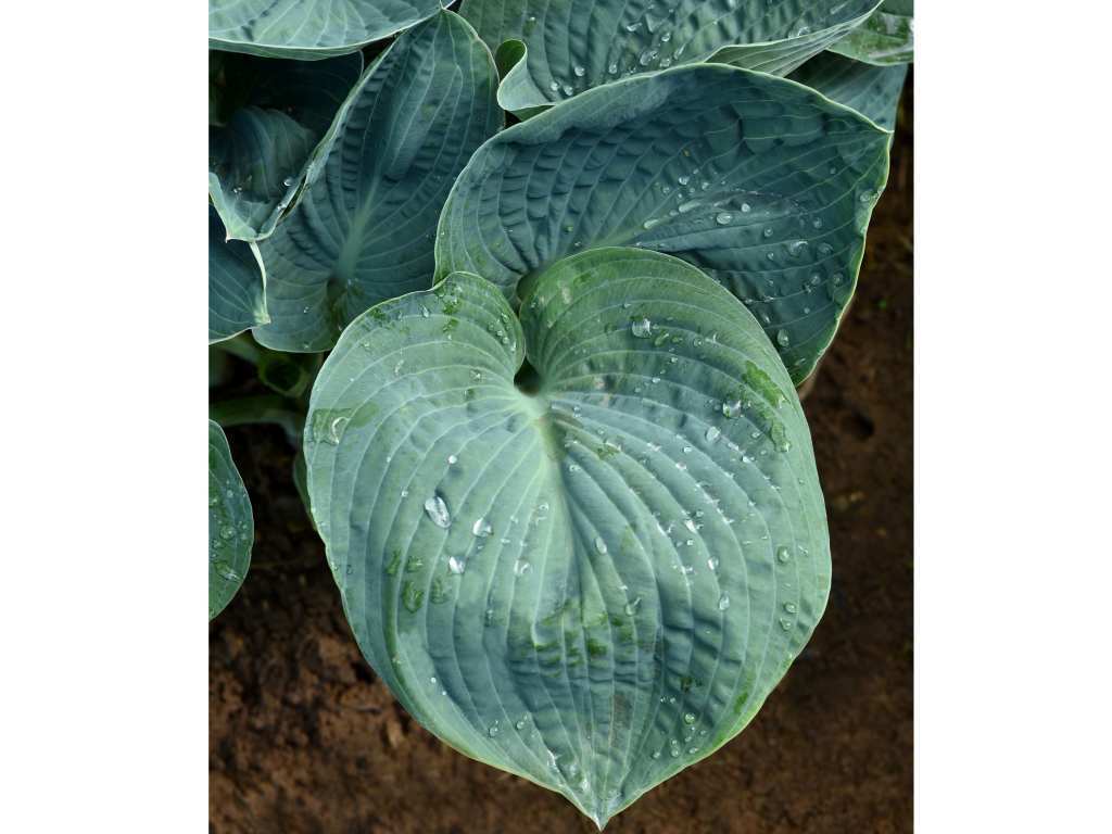 Trvalky Hosta Big Daddy(4)