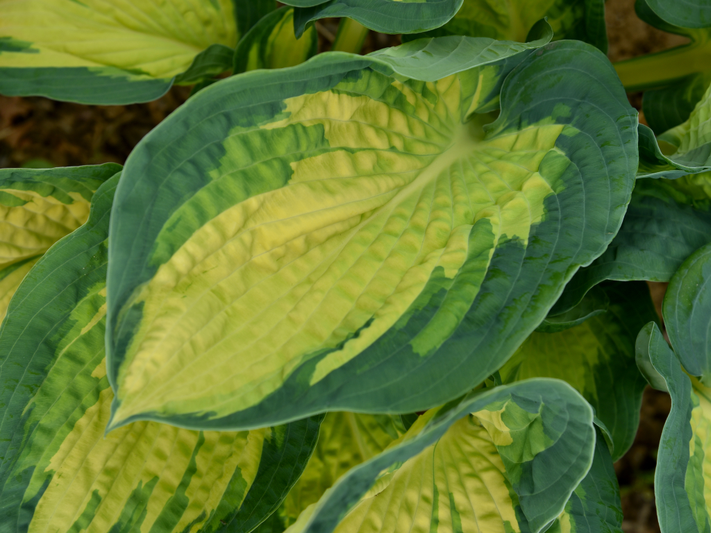 Trvalky Hosta Great Expectations(3)