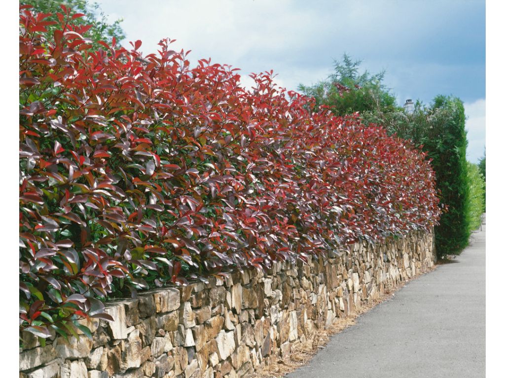 Okrasné kry Červienka fraserová Red Robin 15 40 cm(7)