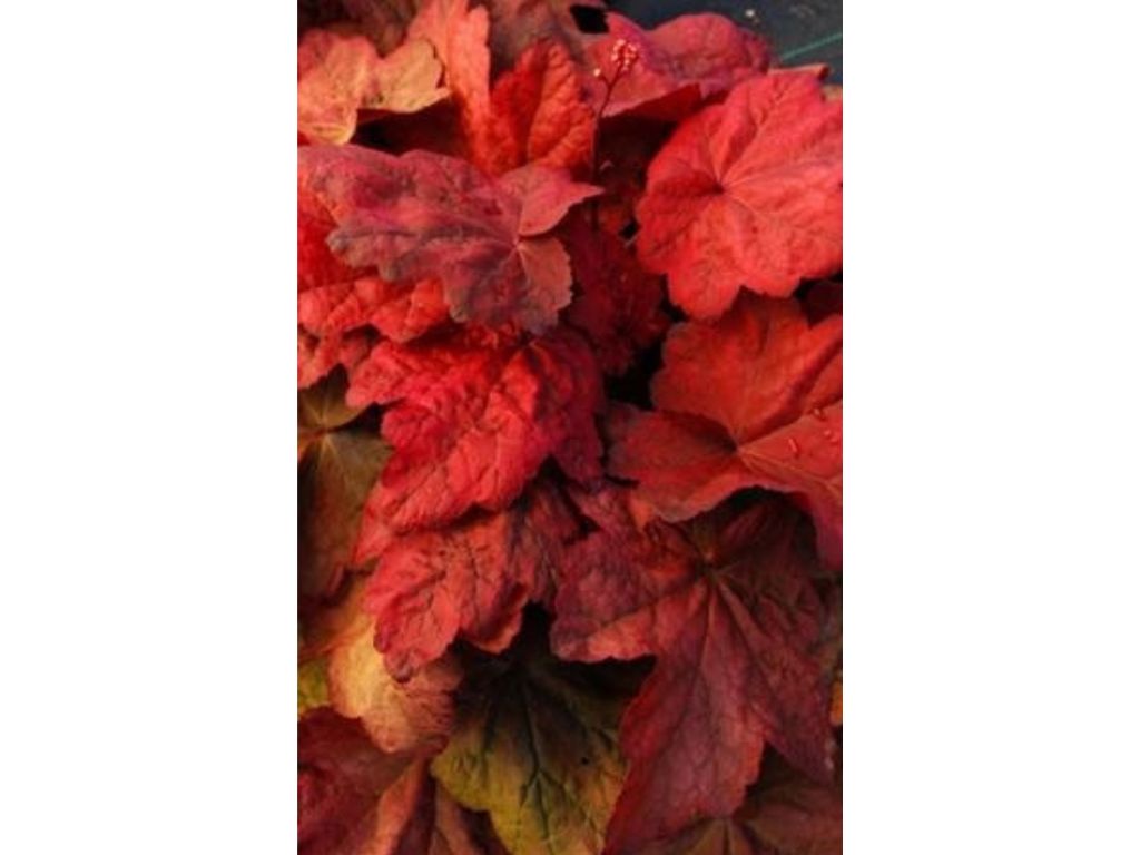 Dlužicha Autumn Leaves, květináč 9 cm