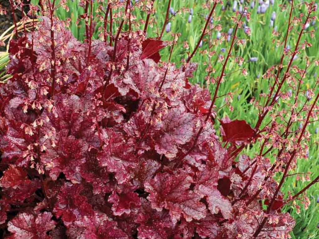 Trvalky Heuchera Berry Marmalade(3)