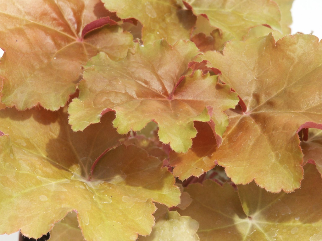 Trvalky Heuchera Creme Brulee(3)