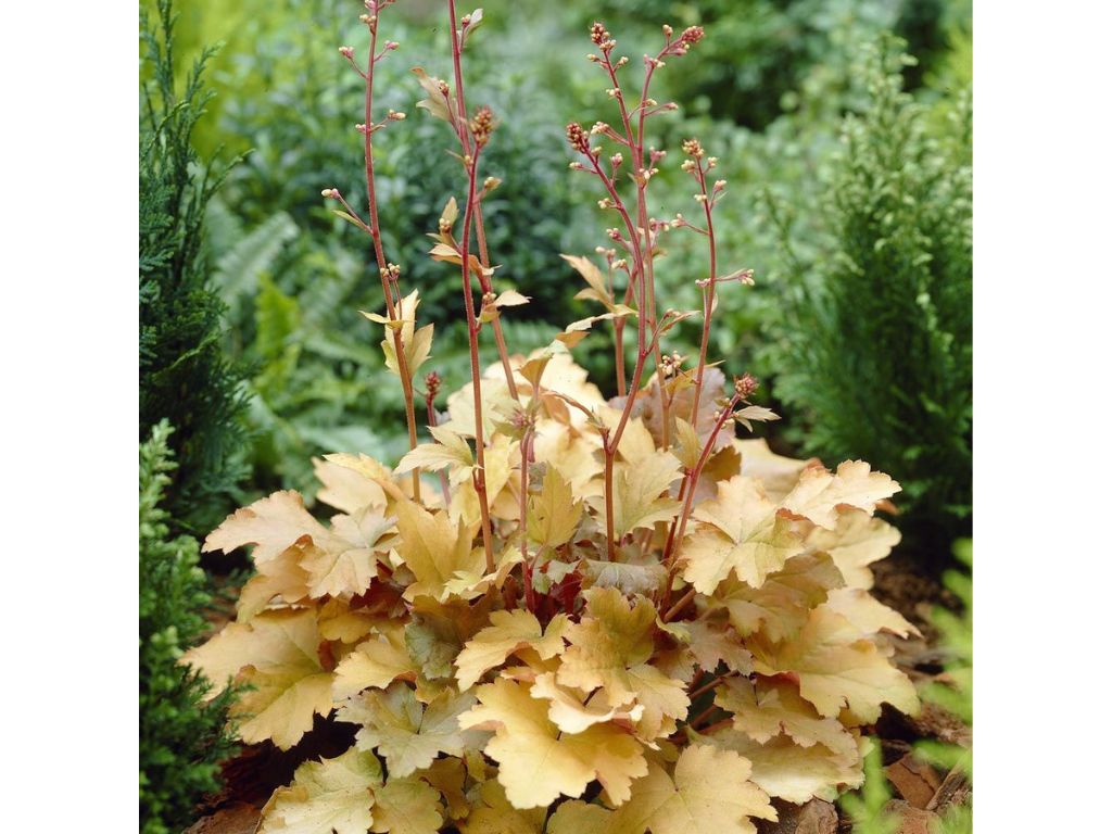 Trvalky Heuchera Creme Brulee(6)