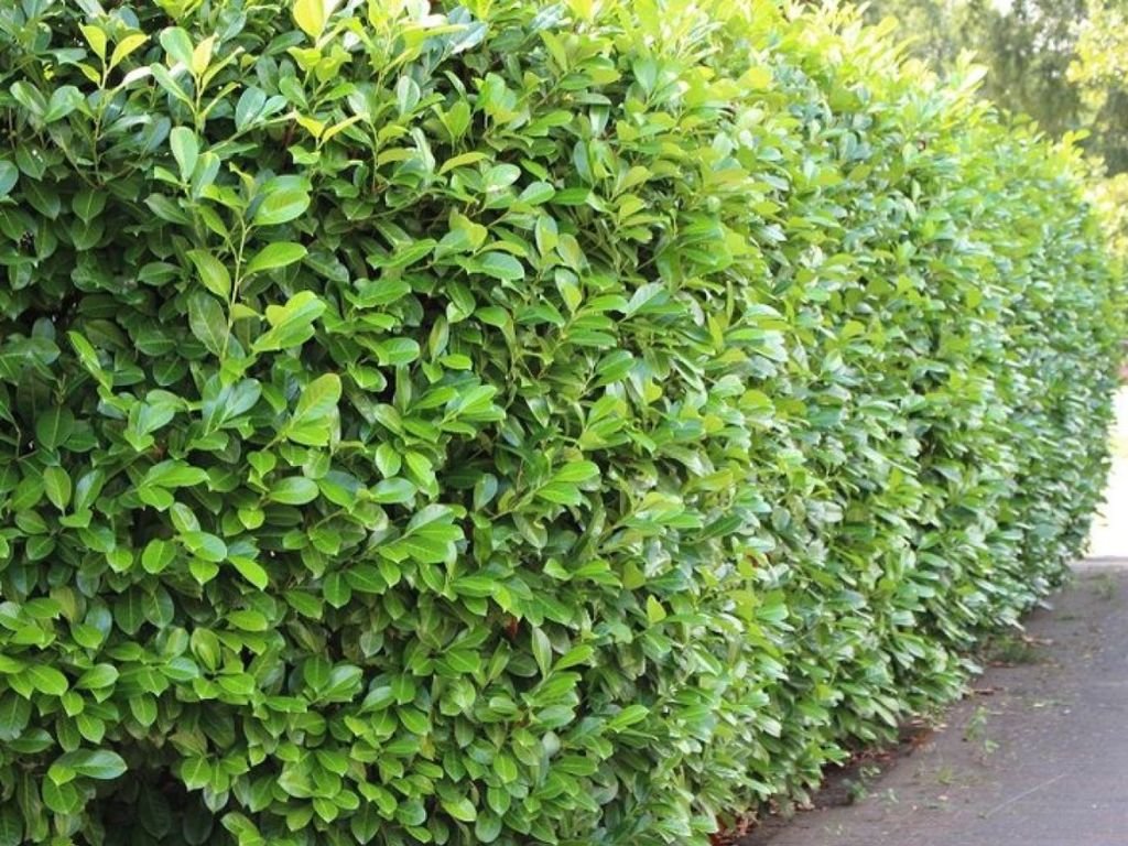 Bobkovišeň lekářska Novita, výška 30-50 cm, prémiová, květináč 11 cm