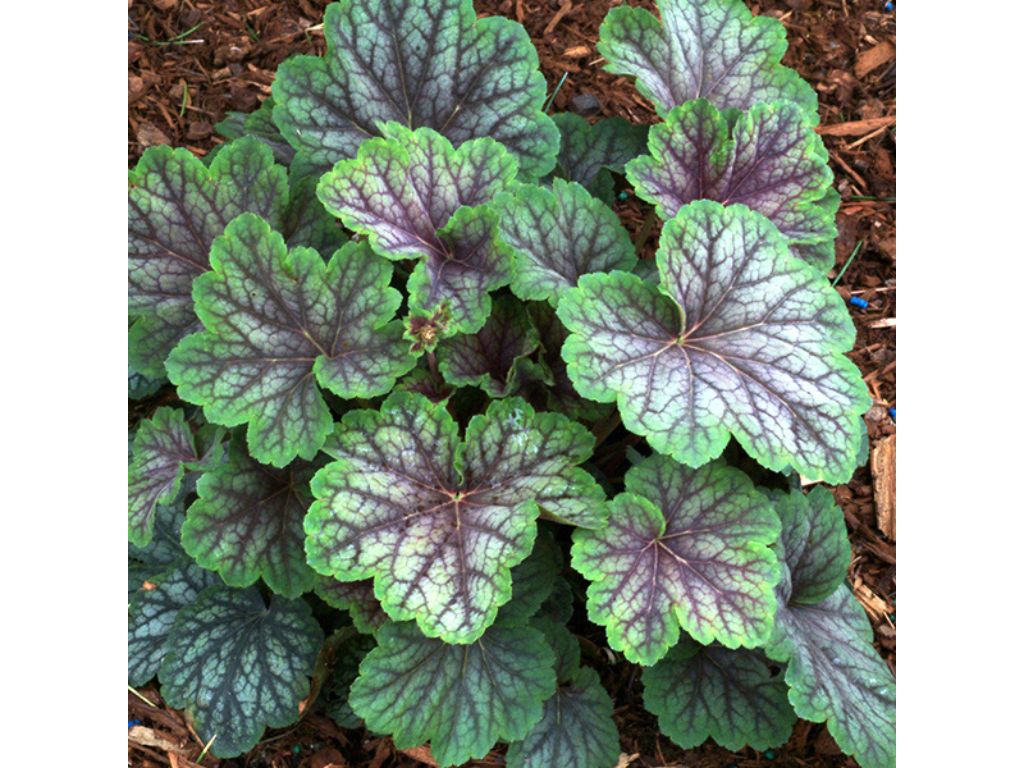 Trvalky Heuchera Green Spice(1)