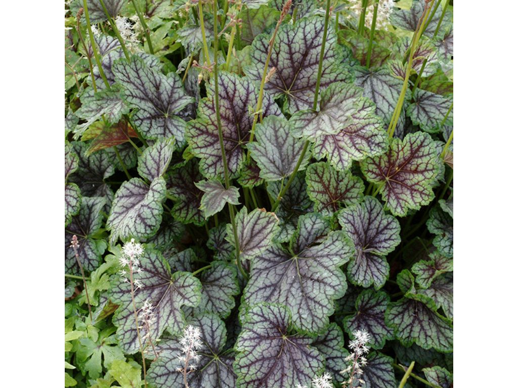Trvalky Heuchera Green Spice(2)