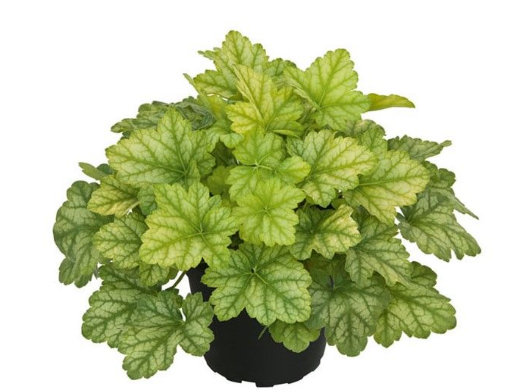 Trvalky Heuchera Lord Lime(1)