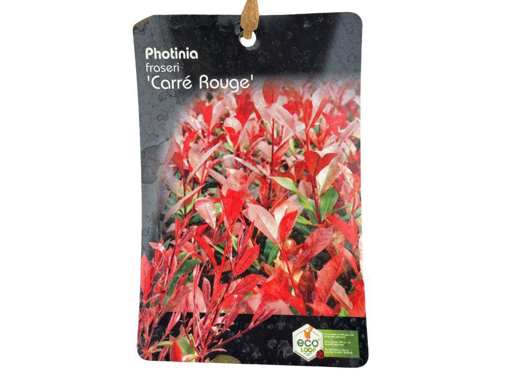 Okrasné kry Červienka fraserová Carre Rouge 30 60 cm(8)