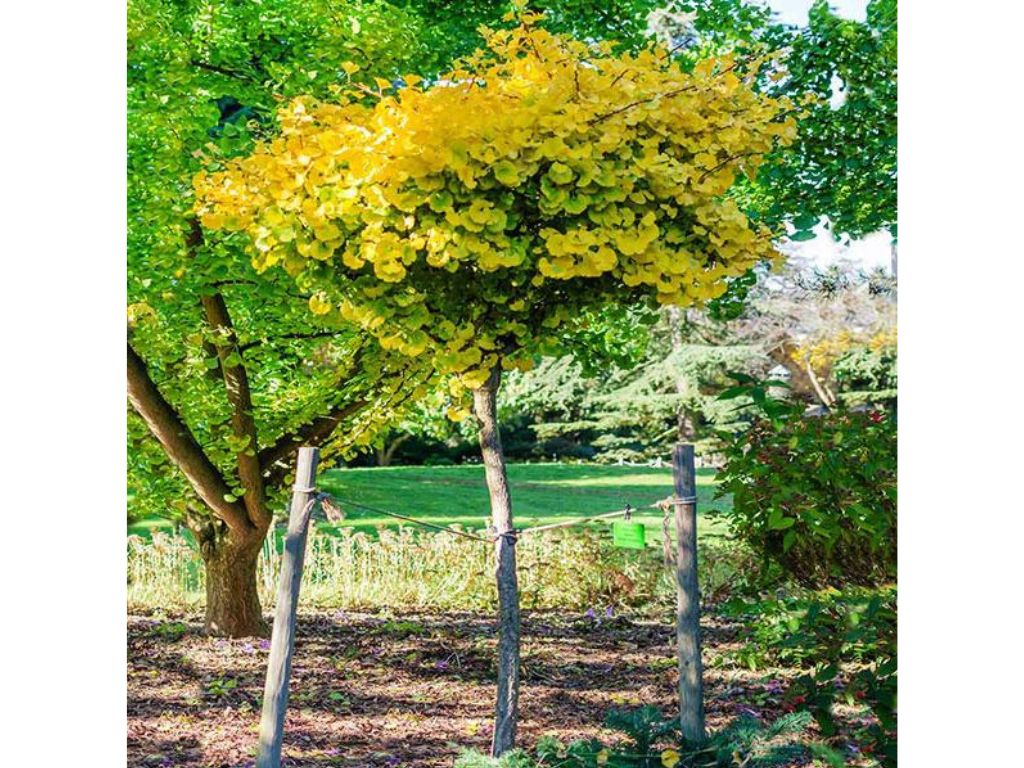Dreviny na kmienku Ginko dvojlaločné MARIKEN na cca 50 cmkmienku(5)