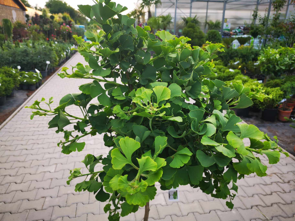 Dreviny na kmienku Ginko dvojlaločné MARIKEN na cca 90cm kmienku(7)