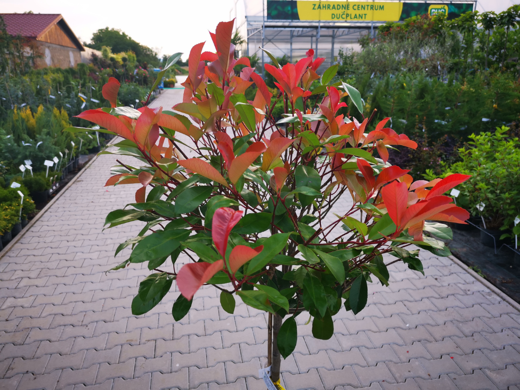 Dreviny na kmienku Červienka fraserová RED ROBIN na cca 80cm kmienku(5)