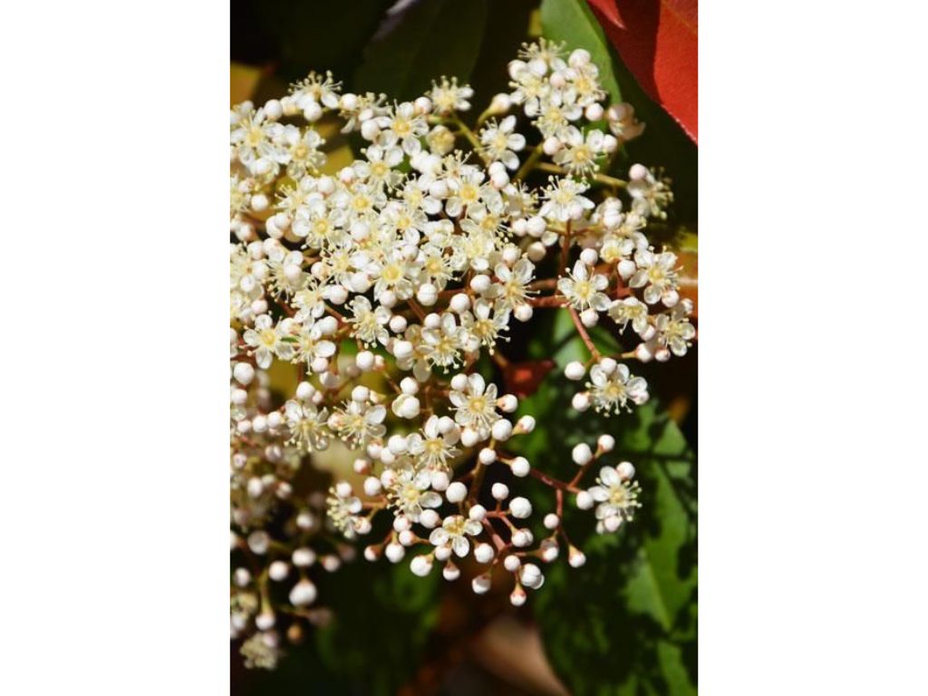 Dreviny na kmienku Červienka fraserová RED ROBIN na cca 80cm kmienku(4)