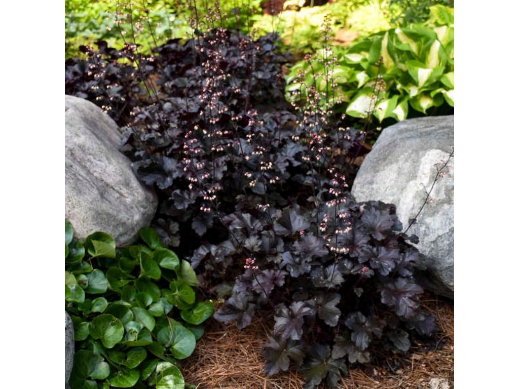 Trvalky Heuchera Primo Black Pearl(4)