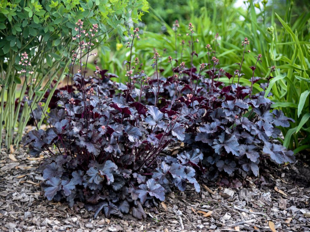 Trvalky Heuchera Primo Black Pearl(5)