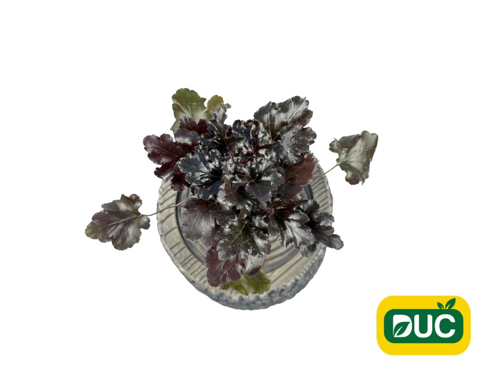 Trvalky Heuchera Primo Black Pearl(6)
